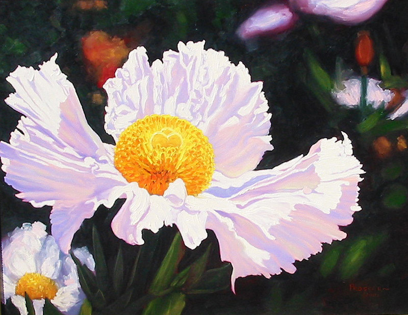 Matilija Poppy