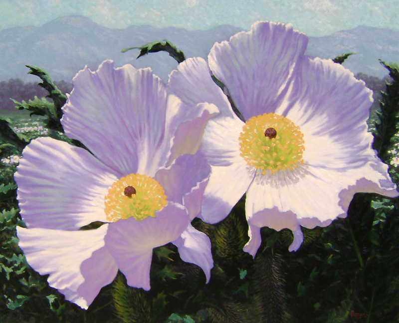 Two Matilija Poppies