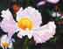 Matilija Poppy