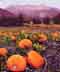 Topa Topa Pumpkins